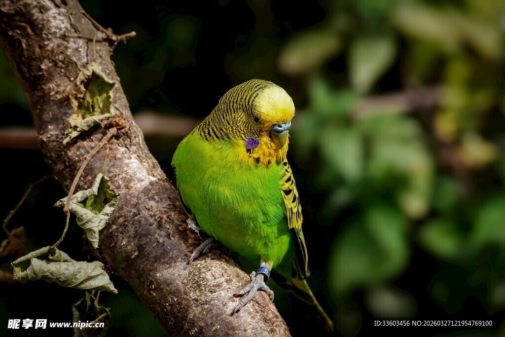 枝头绿鹦鹉