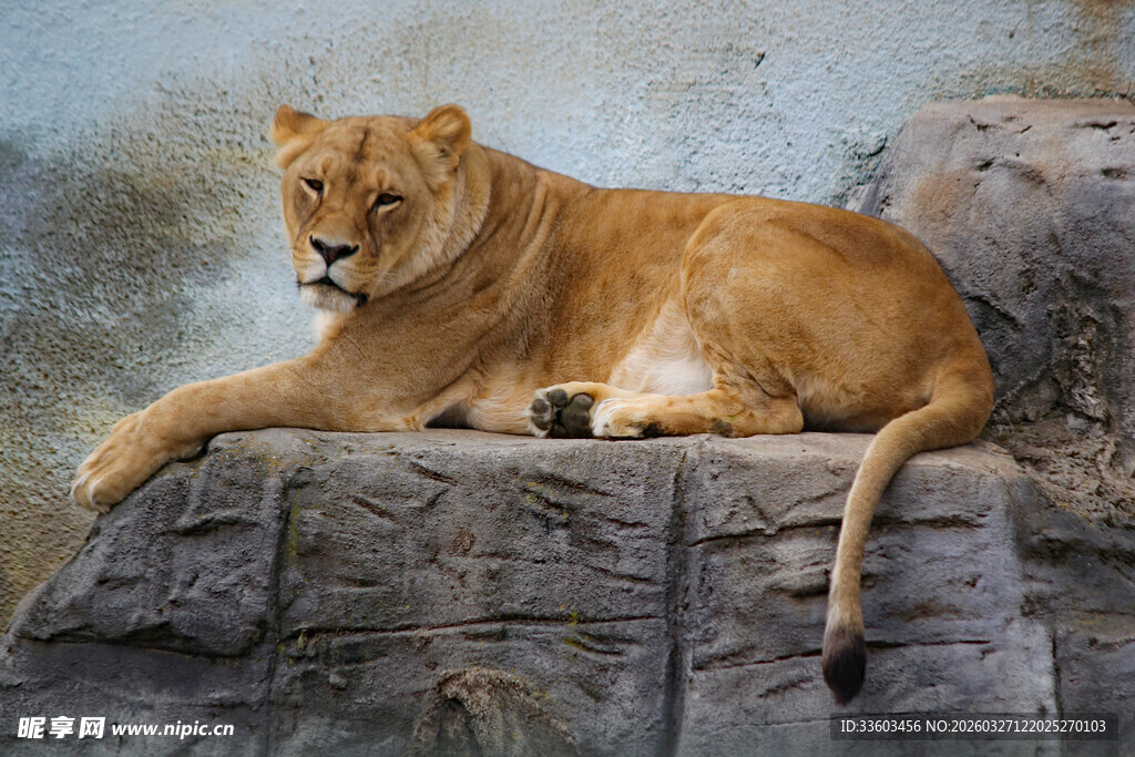 卧于石上的威严母狮