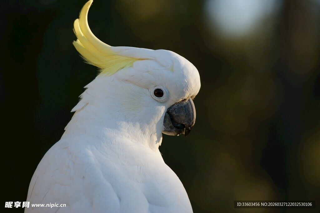 白色凤头鹦鹉特写