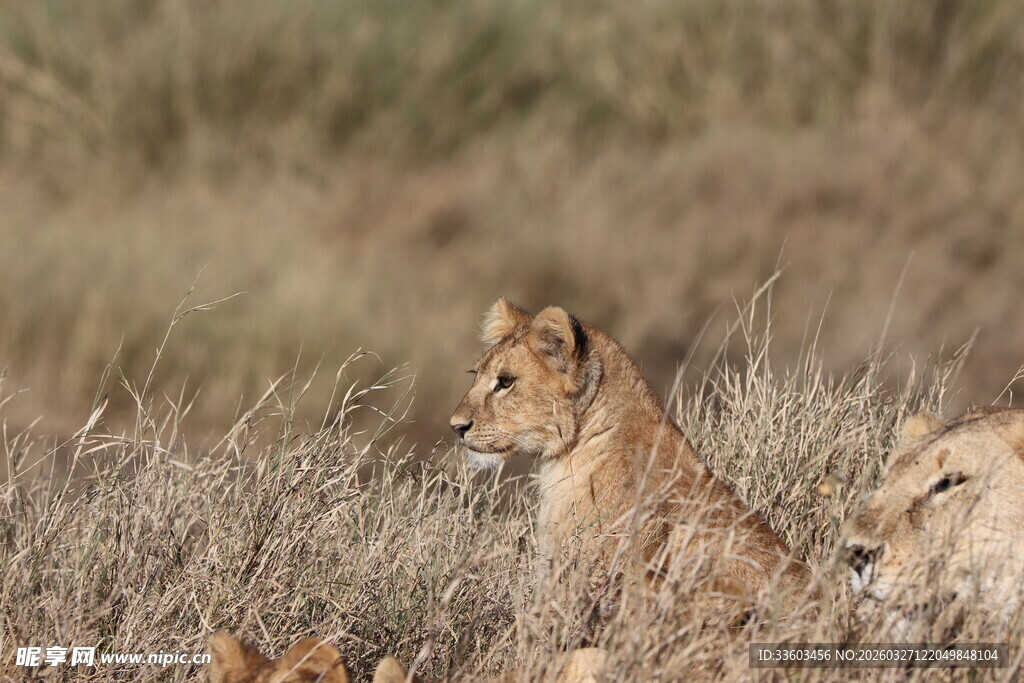 草原上的小狮子