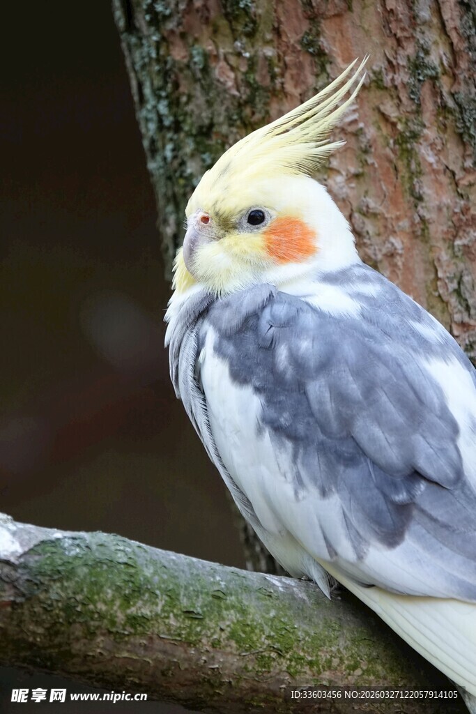 枝头的玄凤鹦鹉