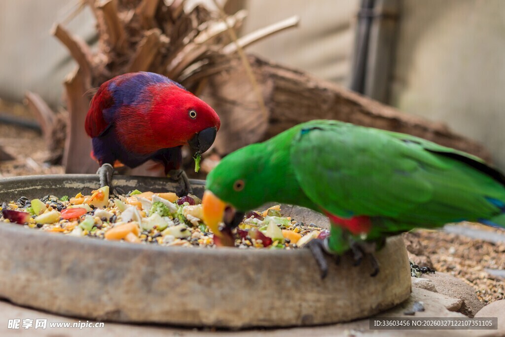 多彩鹦鹉进食画面