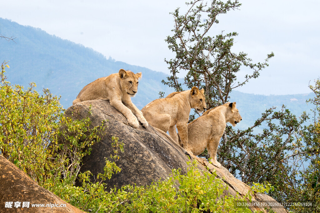 岩石上休憩的几只狮子