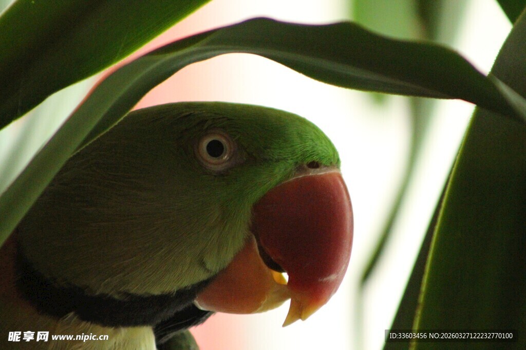绿叶间的绿鹦鹉