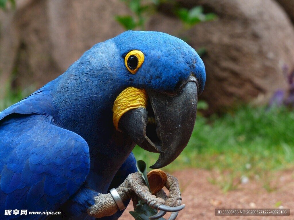 蓝鹦鹉特写