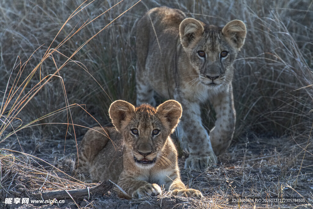 草原上的两只可爱小狮子
