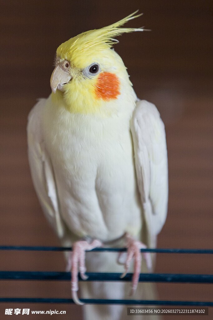 黄头白身鹦鹉栖息于杆上