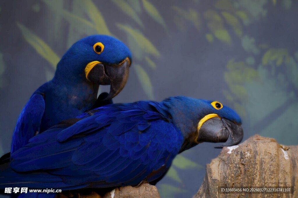 两只蓝鹦鹉依偎在木桩上