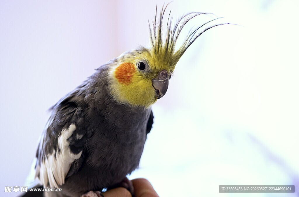 可爱玄凤鹦鹉特写