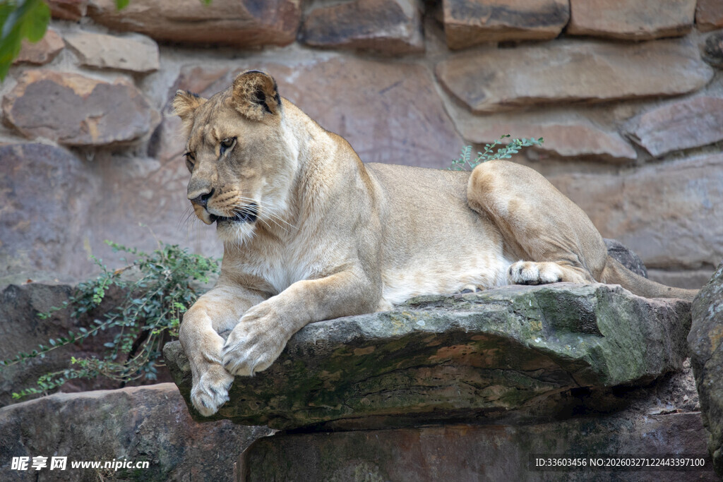 岩石上休憩的母狮