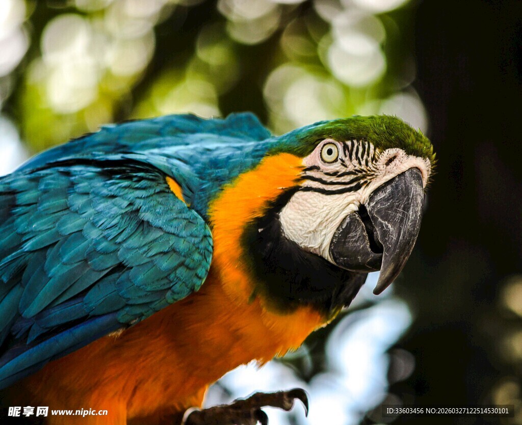 色彩斑斓的鹦鹉