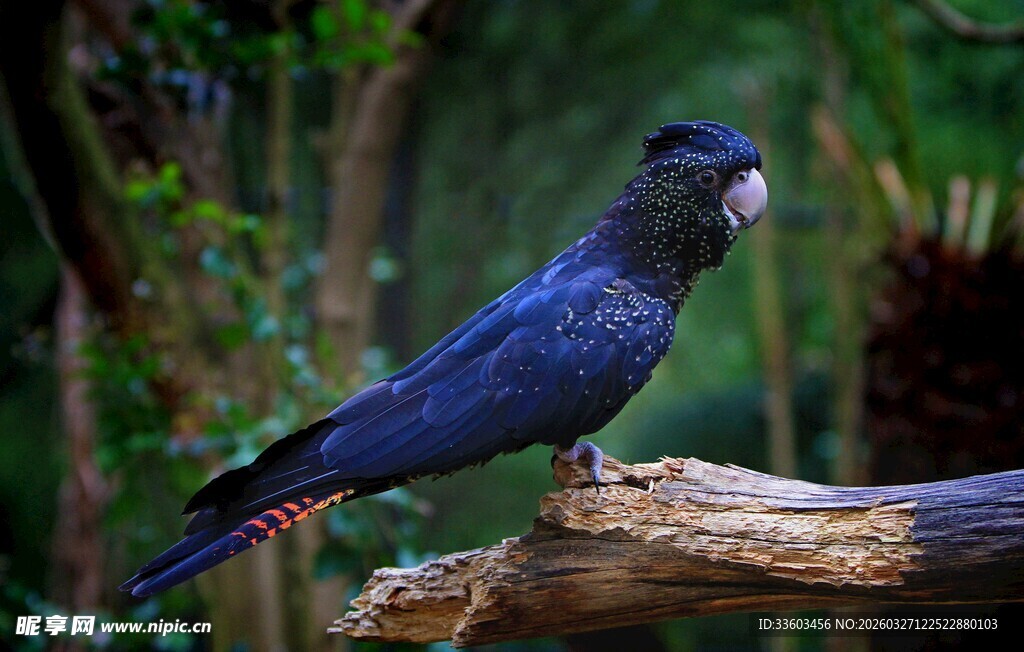 蓝羽鹦鹉栖于枝头