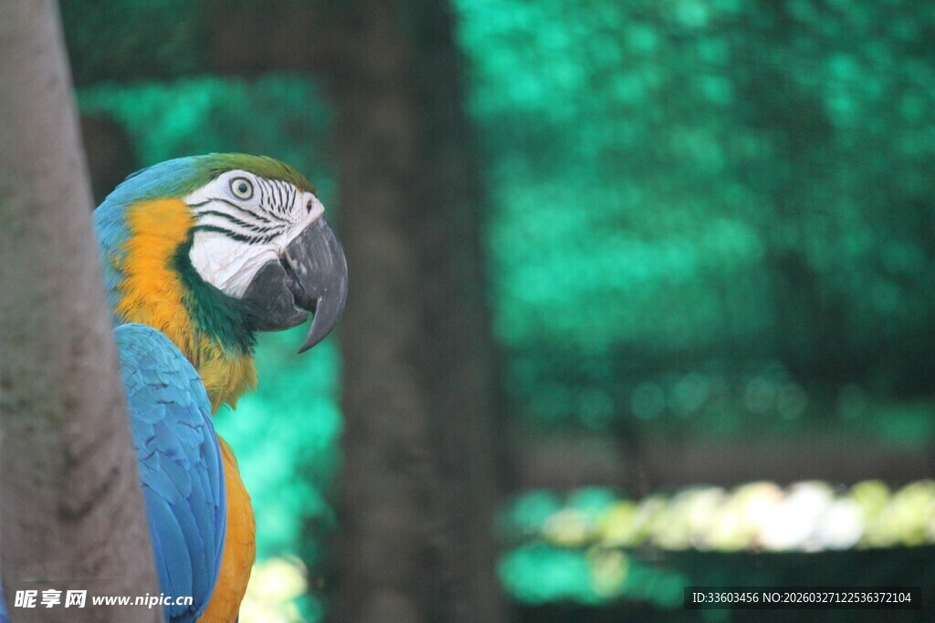 蓝黄相间的美丽金刚鹦鹉