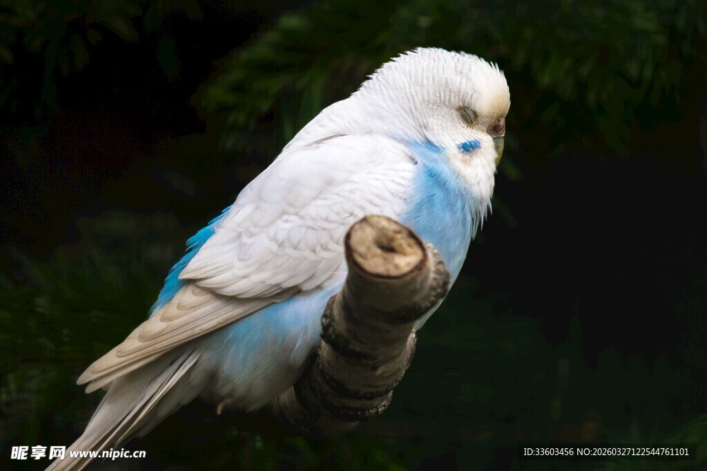 蓝白鹦鹉栖息于枝头