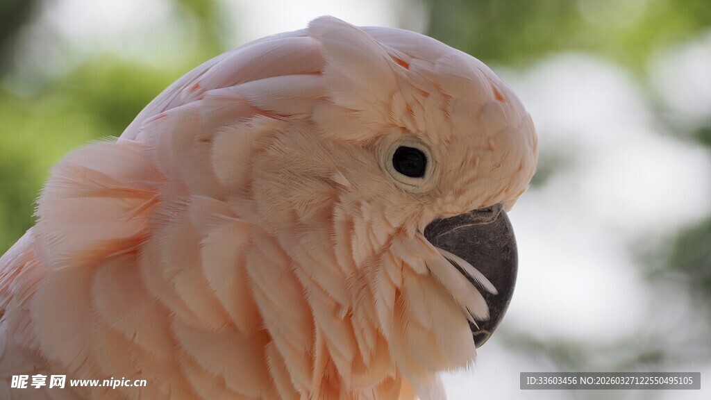 粉色鹦鹉特写