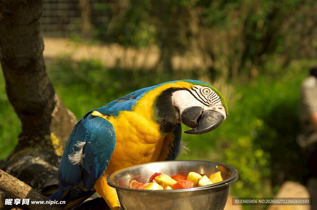 蓝黄金刚鹦鹉进食中