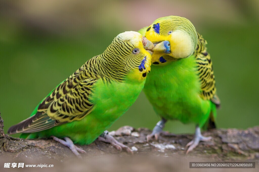 亲昵的虎皮鹦鹉