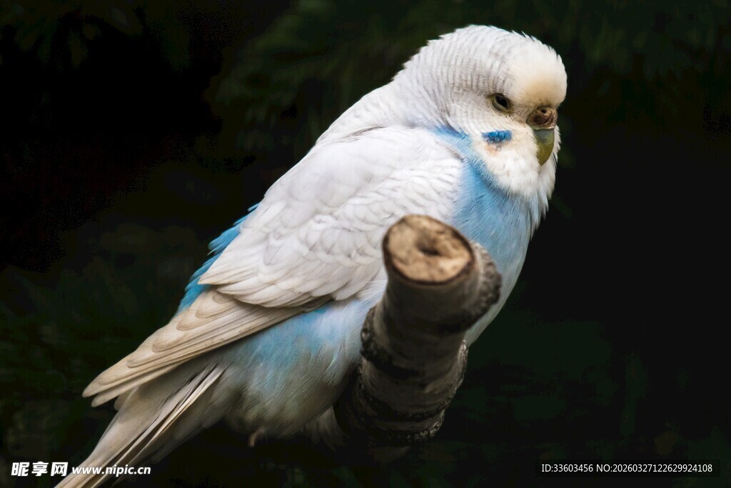 白色鹦鹉栖于枝头