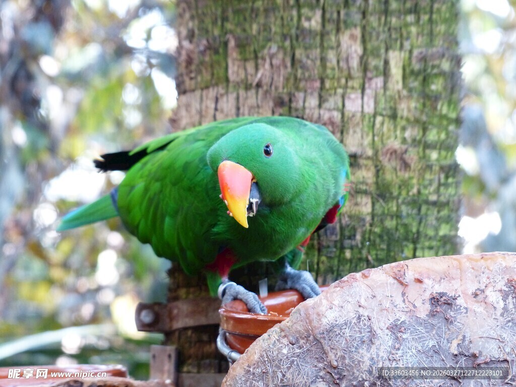 绿鹦鹉立于木石间