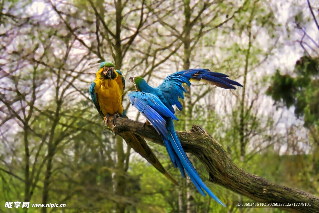 树枝上的多彩鹦鹉