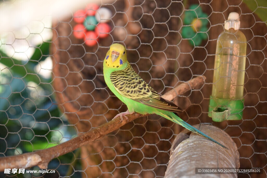 鹦鹉立于蜂巢旁的温馨画面