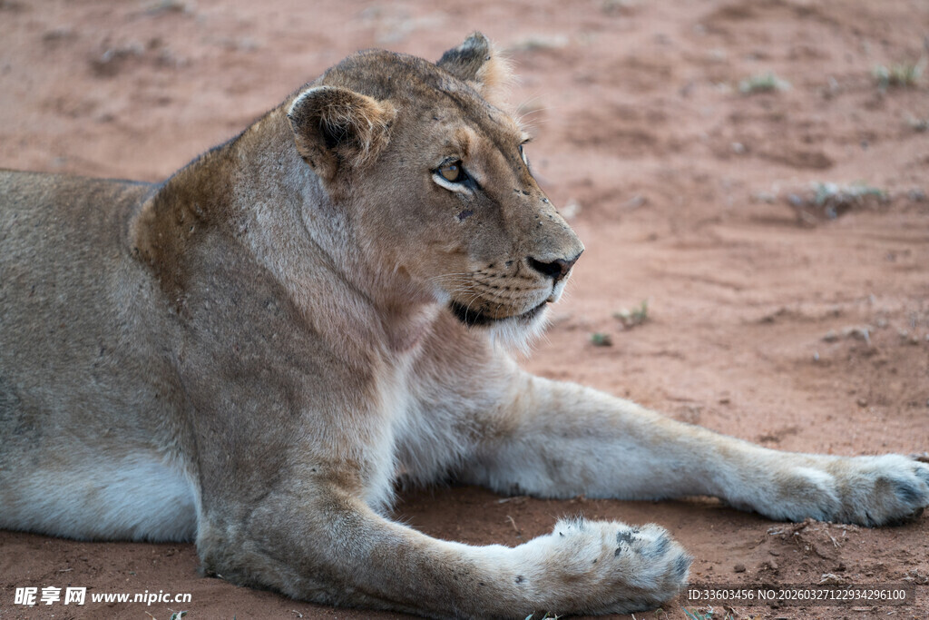卧于红土地的母狮