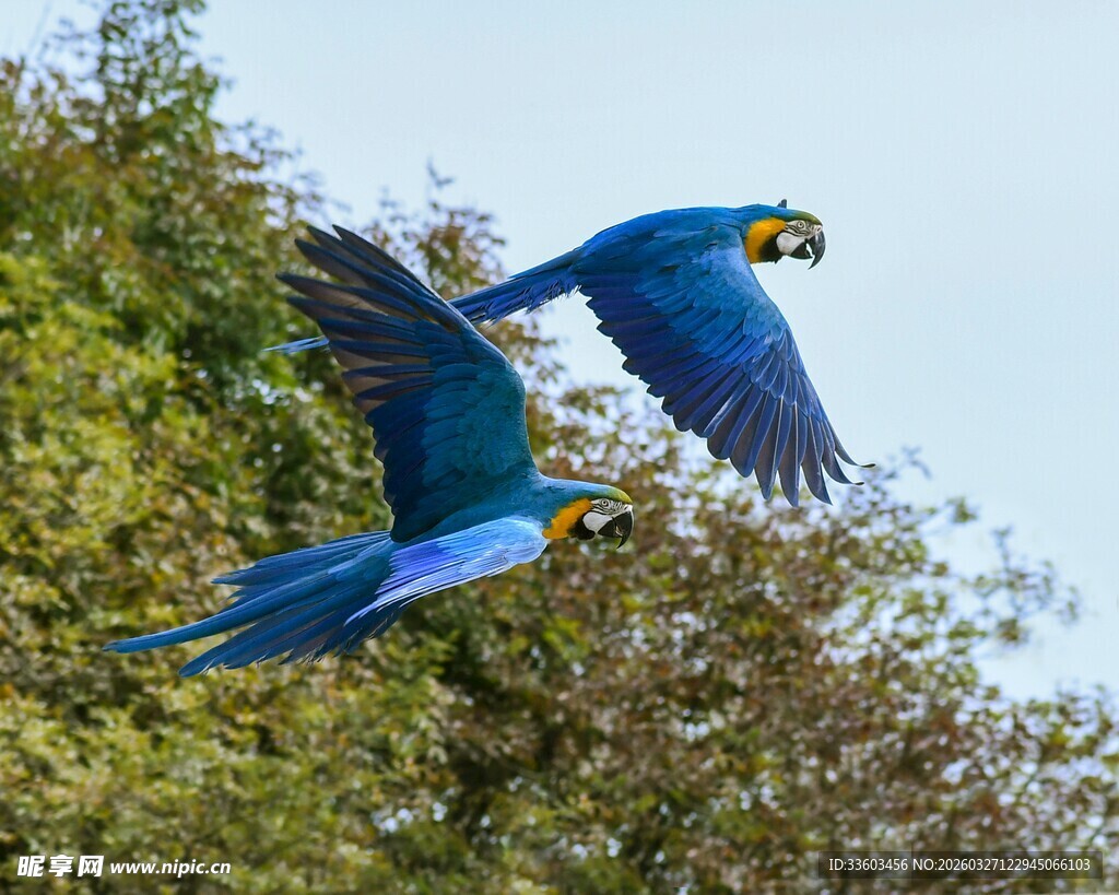 双蓝金刚鹦鹉空中展翅