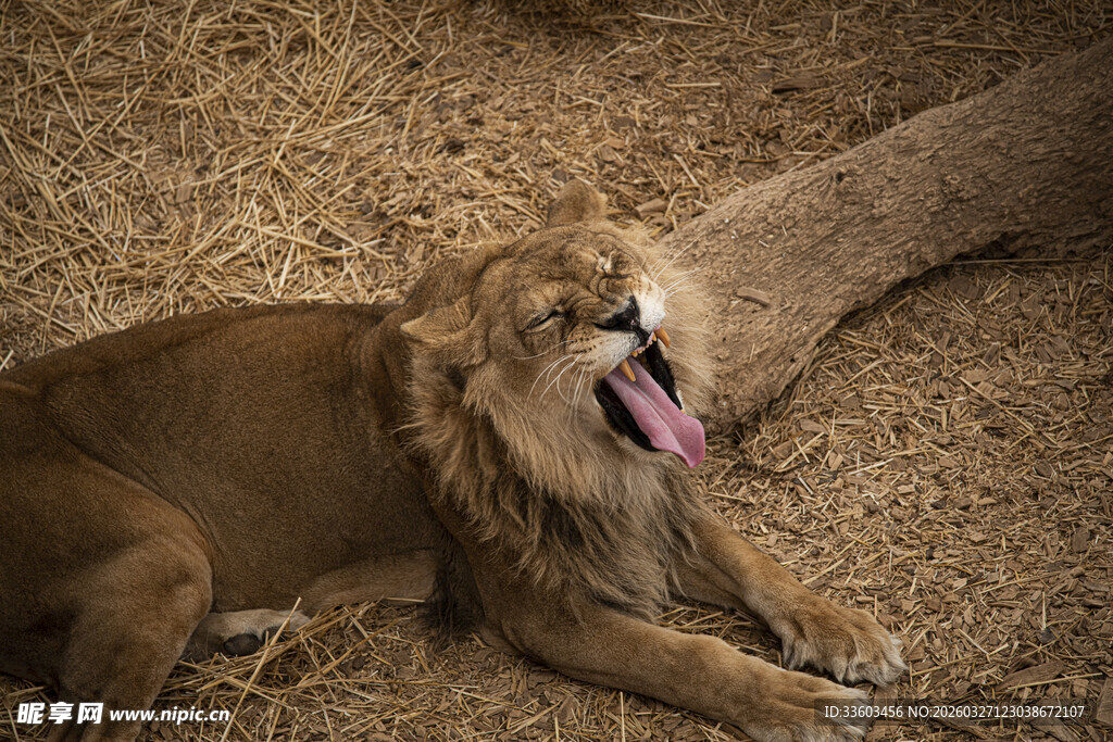 卧地吐舌的雄狮
