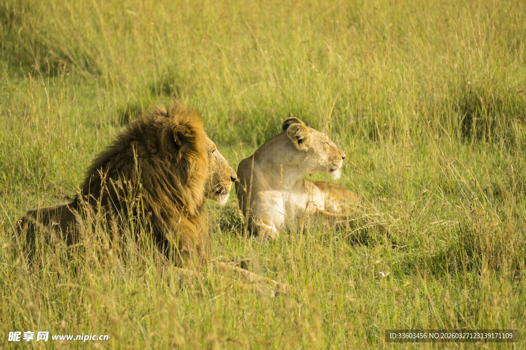 草原上的两只狮子