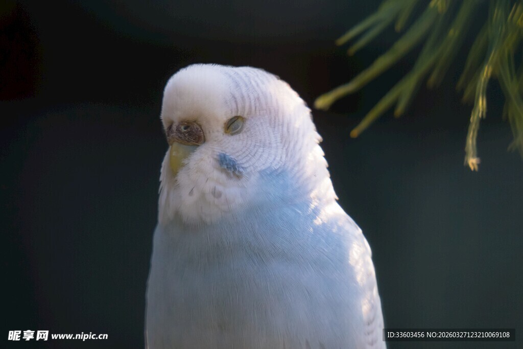 白色鹦鹉特写