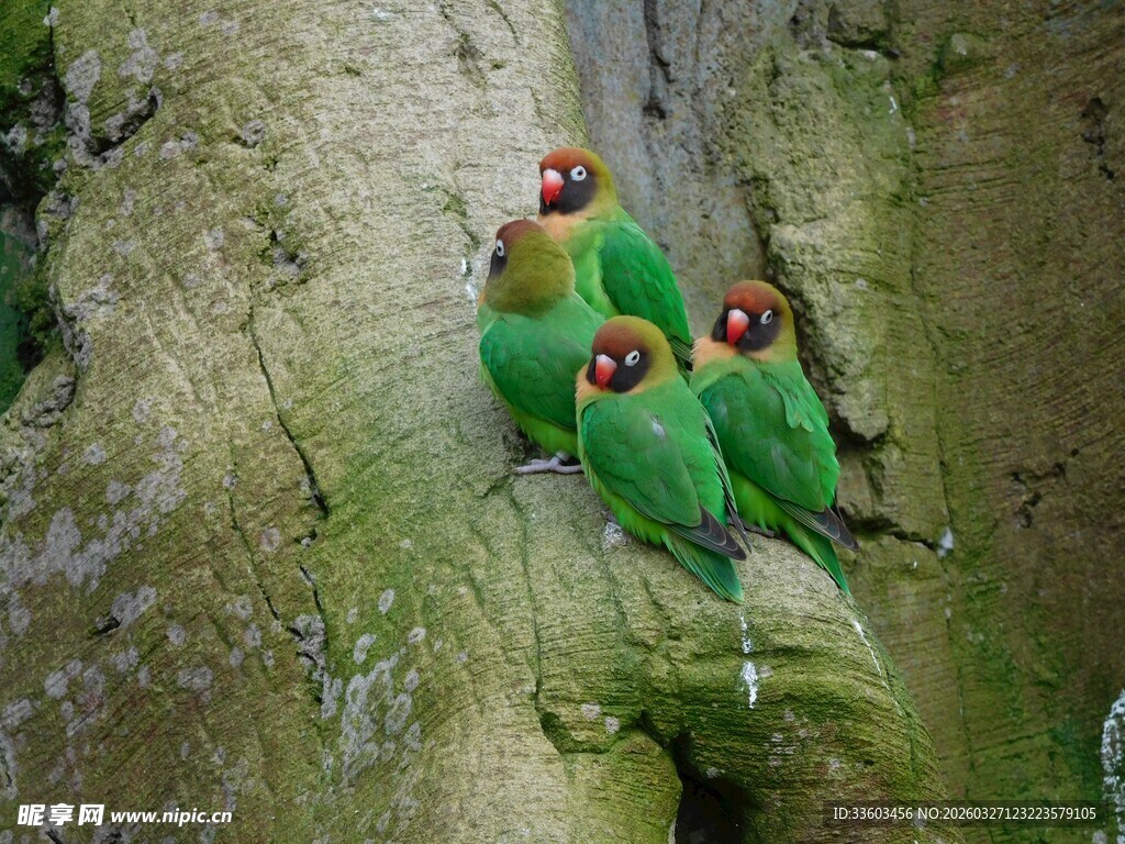 树上的多彩鹦鹉