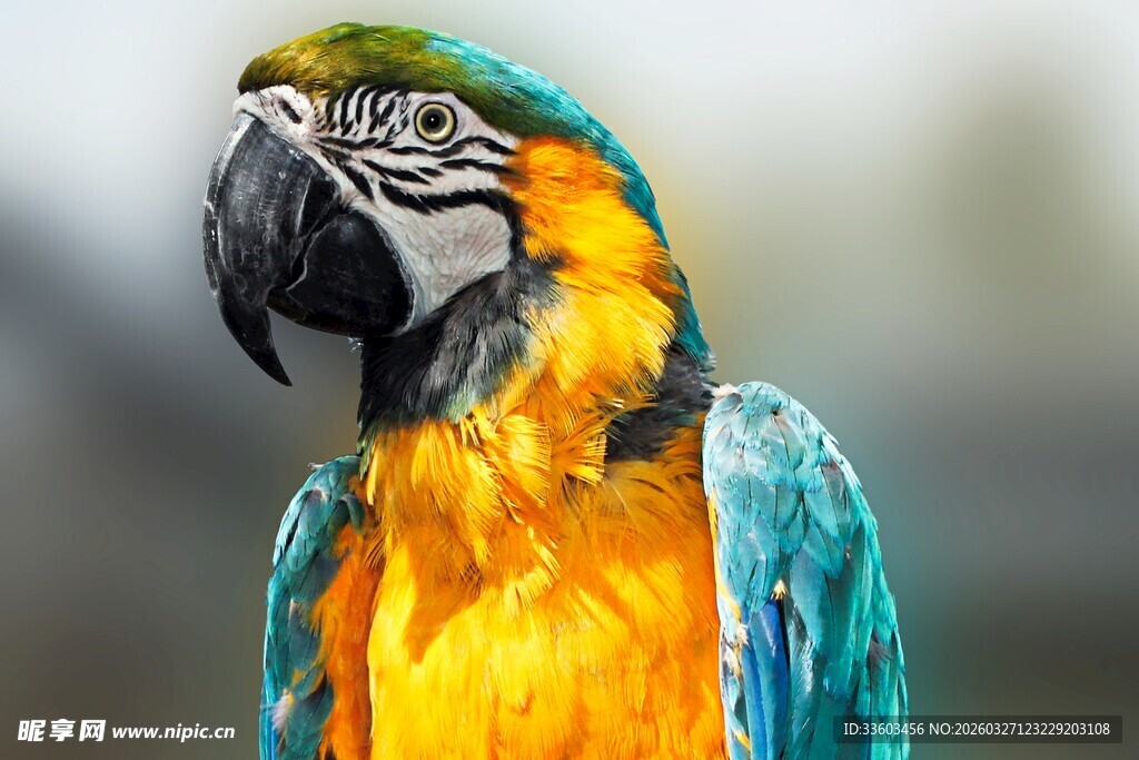 多彩金刚鹦鹉特写