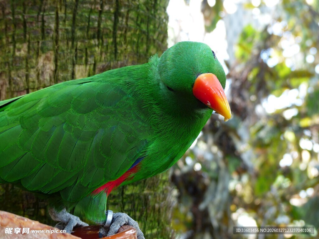 翠绿鹦鹉栖息于树干旁