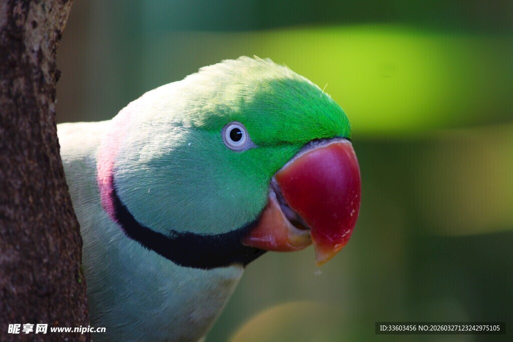 绿羽红喙鹦鹉特写