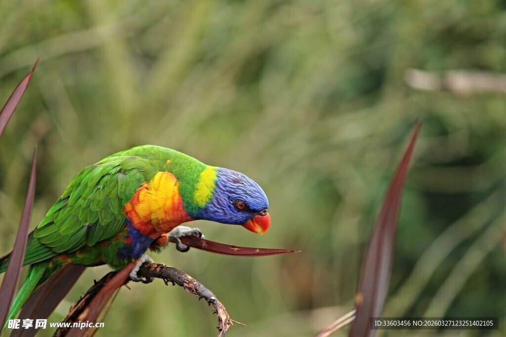 多彩鹦鹉栖息枝头