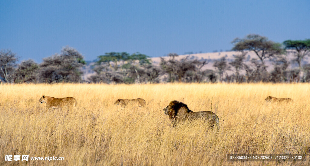 草原上的斑马群