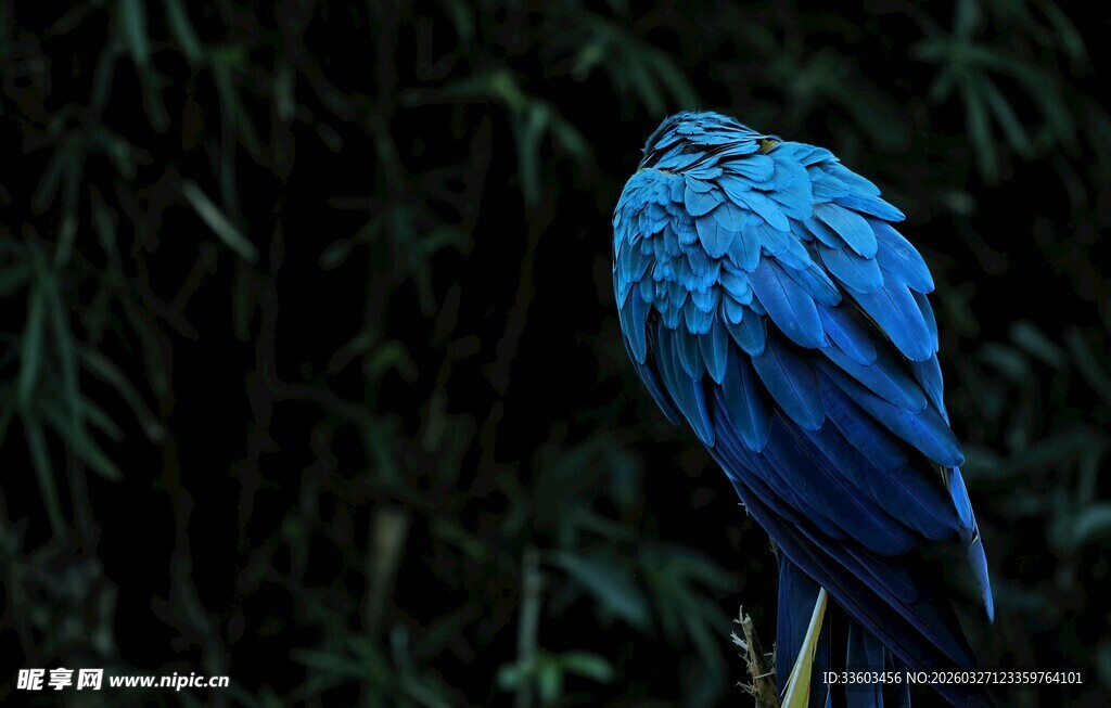 蓝色羽毛鸟的美丽背影