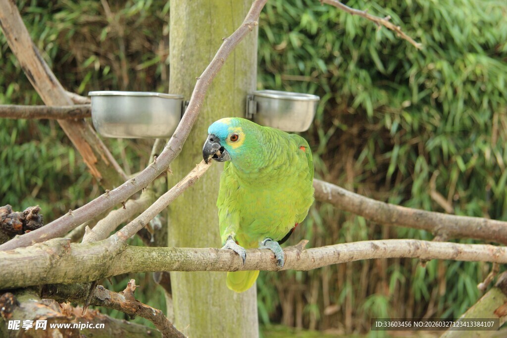 枝头绿鹦鹉