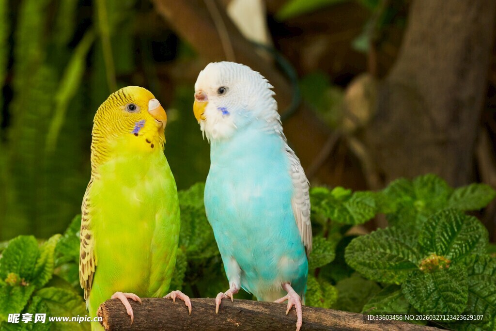 黄绿蓝鹦鹉栖于枝头