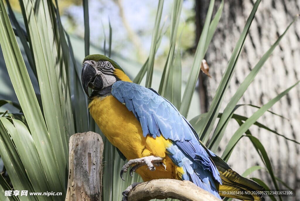 蓝黄相间鹦鹉栖息绿植间