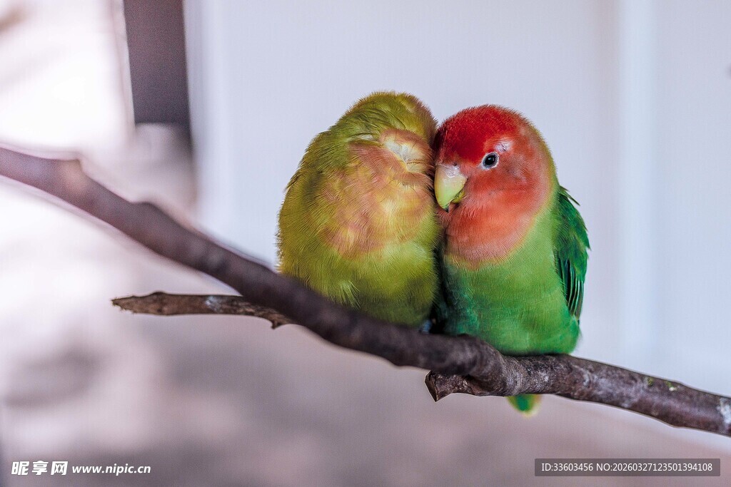 枝头依偎的多彩情侣鹦鹉