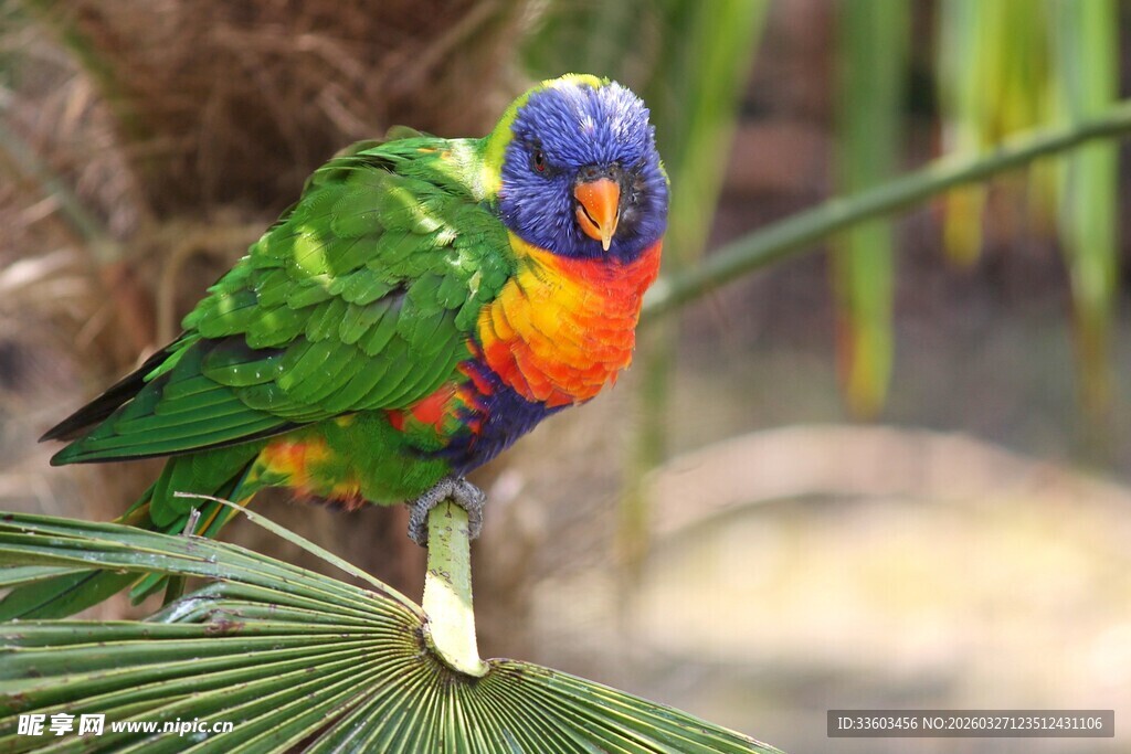 五彩鹦鹉栖息于绿叶间