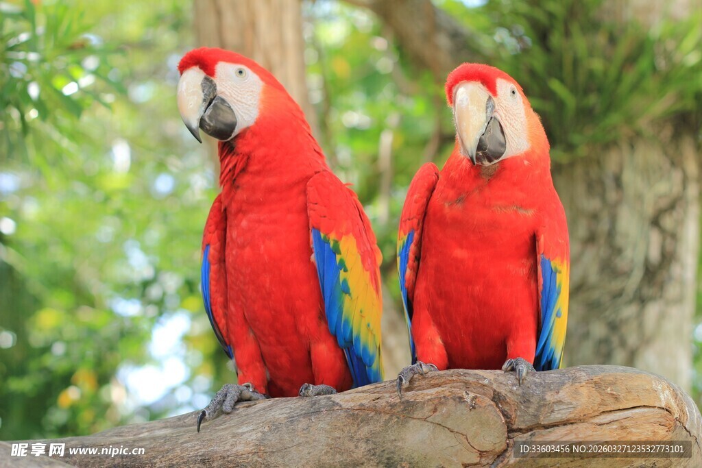 两只鲜艳红鹦鹉栖息