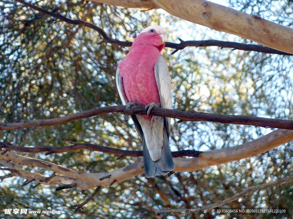 枝头的粉红鹦鹉