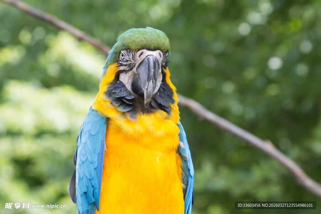 蓝黄相间的漂亮金刚鹦鹉