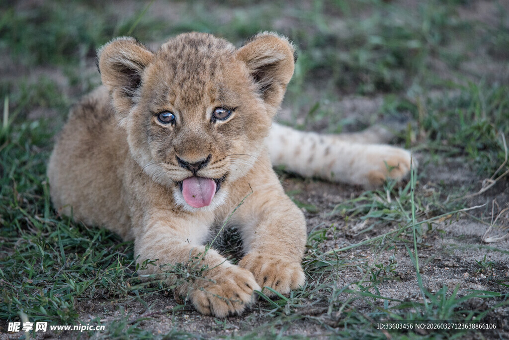 可爱小狮子趴卧在草地上