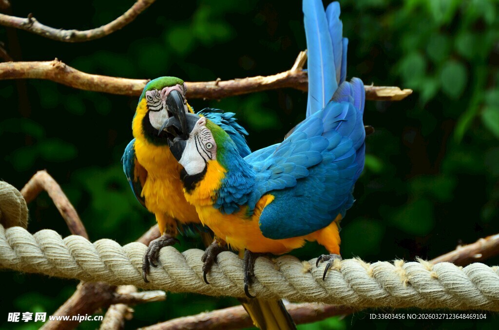 蓝黄鹦鹉立于绳索上