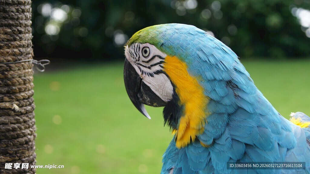 蓝黄鹦鹉特写