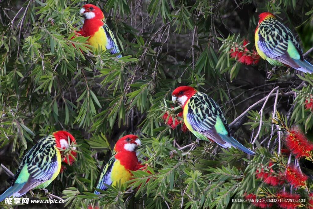 多彩鹦鹉栖息于繁茂枝叶间