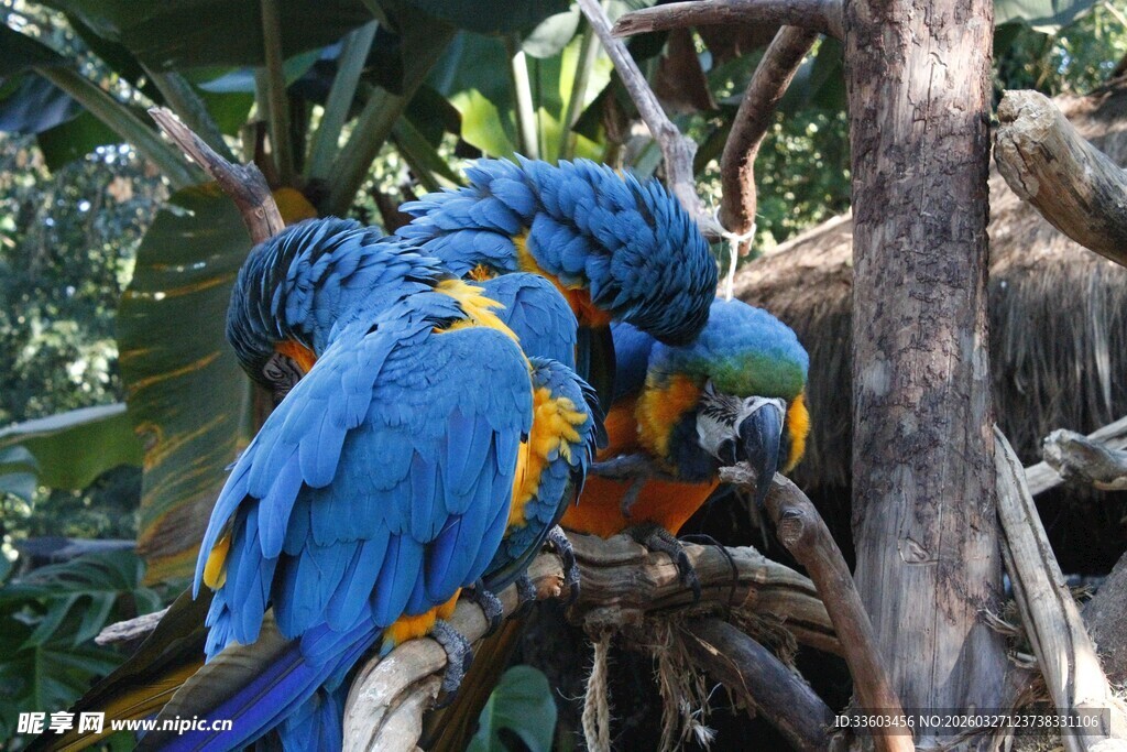 蓝黄相间鹦鹉栖息于树枝